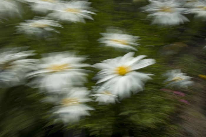 Daisys in the wind