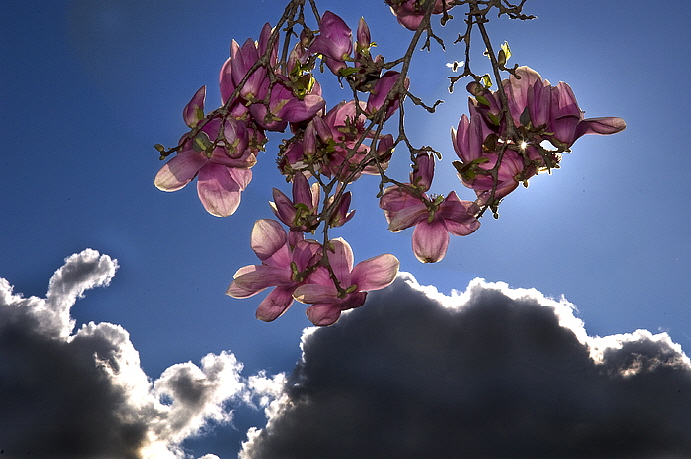 Blossoms, Sanger, Ca.