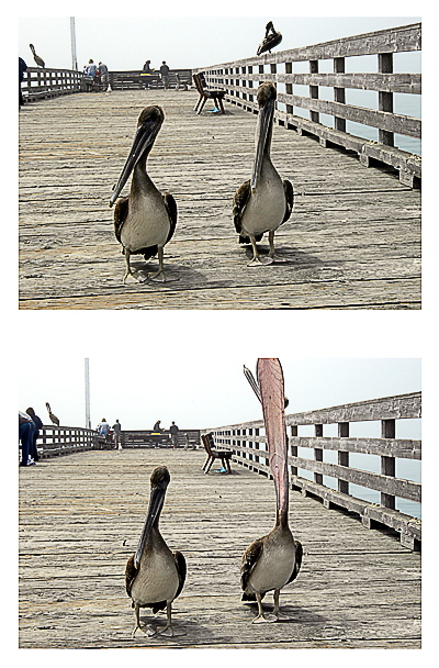 Bored Pelicans