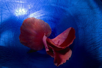 FLower in glass 2 FLower in glass 2