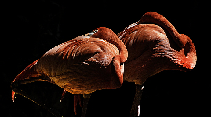 Flamingos, Fresno, Ca.