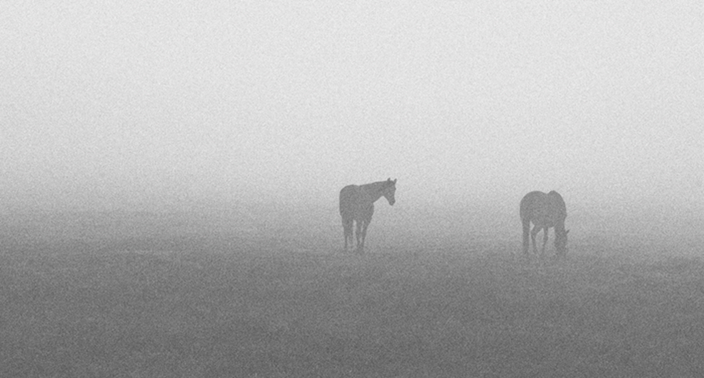 Acres of pasture land, watered by the Kings support a variety of agriculture and recreation.