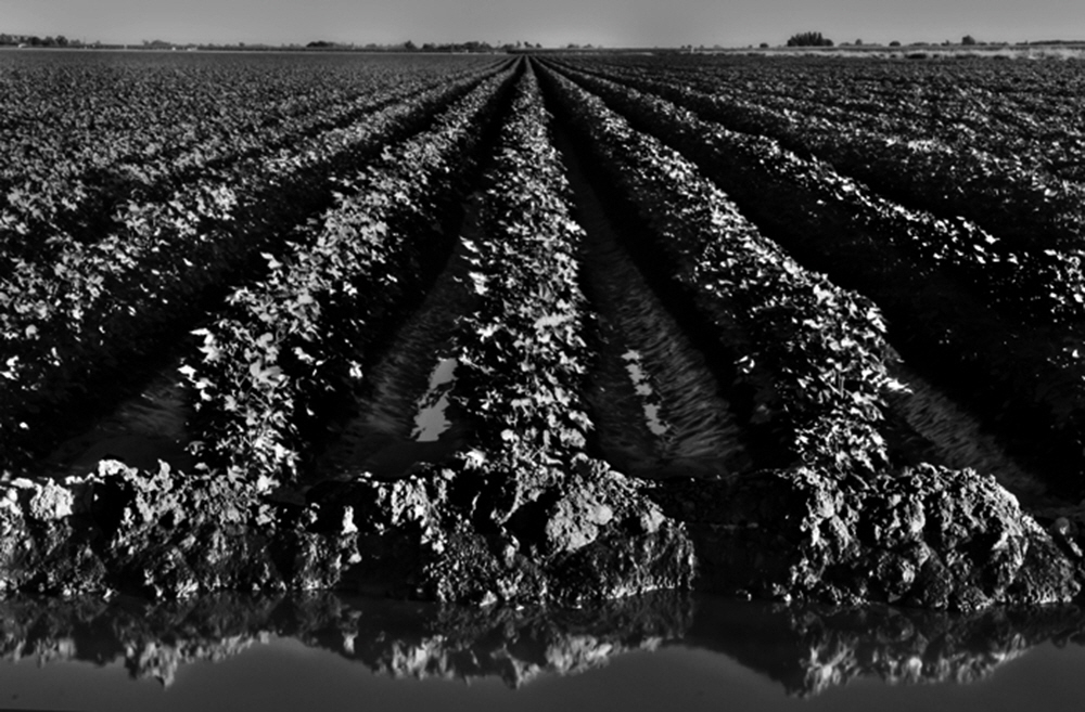 Along the south section of the Kings hundreds of thousands of acres of agriculture depend on its waters