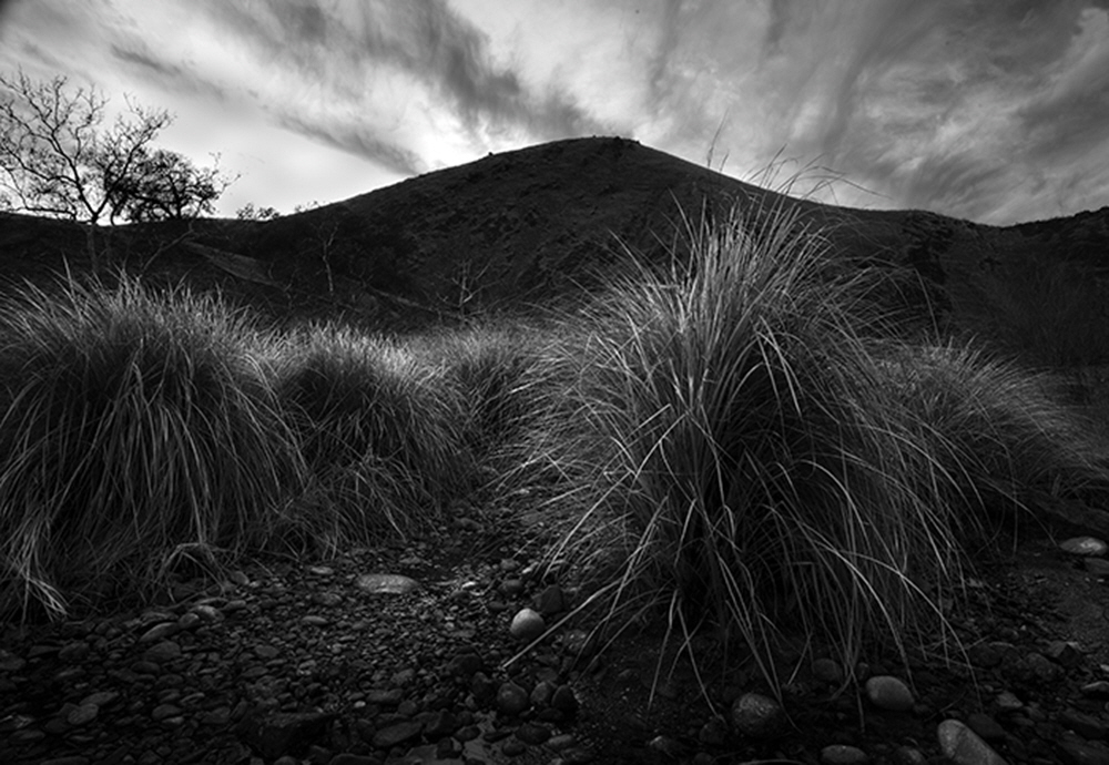 As the water recedes, reeds continue to grow, and even flourish before the spring high water covers them again.