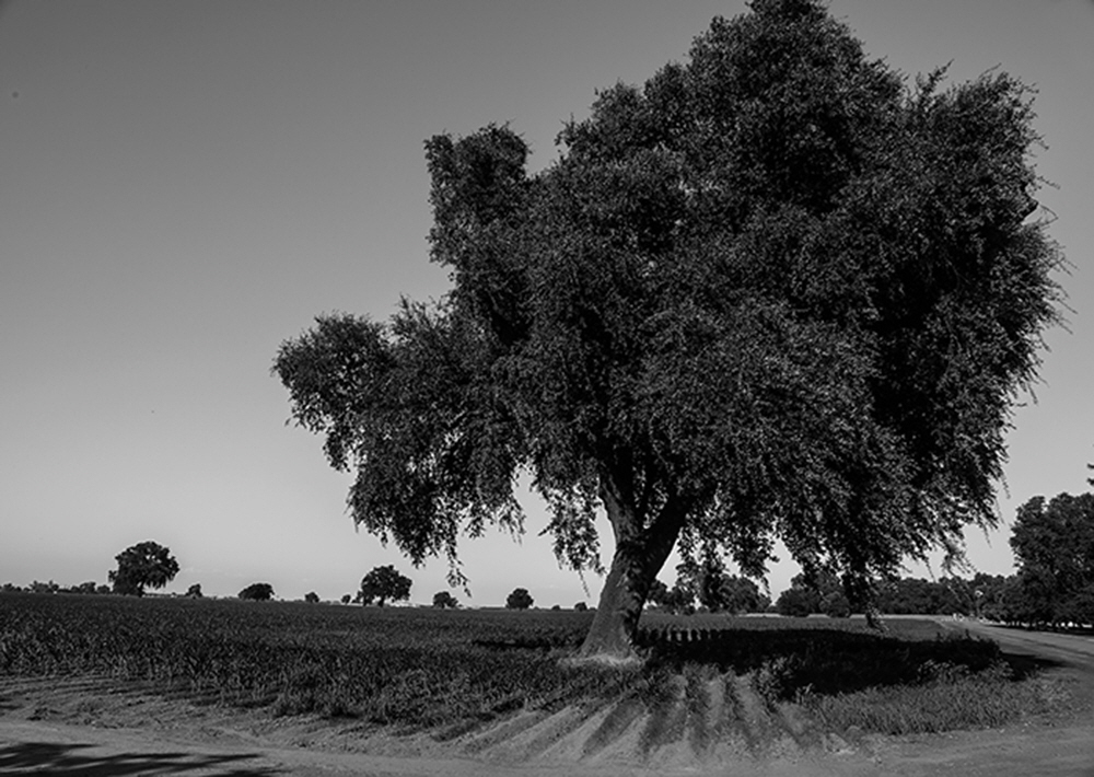 Remnants of what the valley looked like before mechanization, savanah oaks dotted the landscape. Many today have been saved.