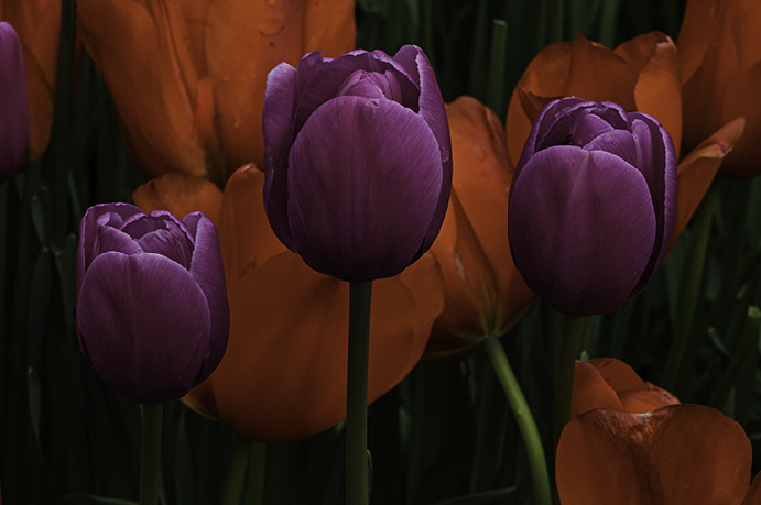 Tulips, Vancover, BC