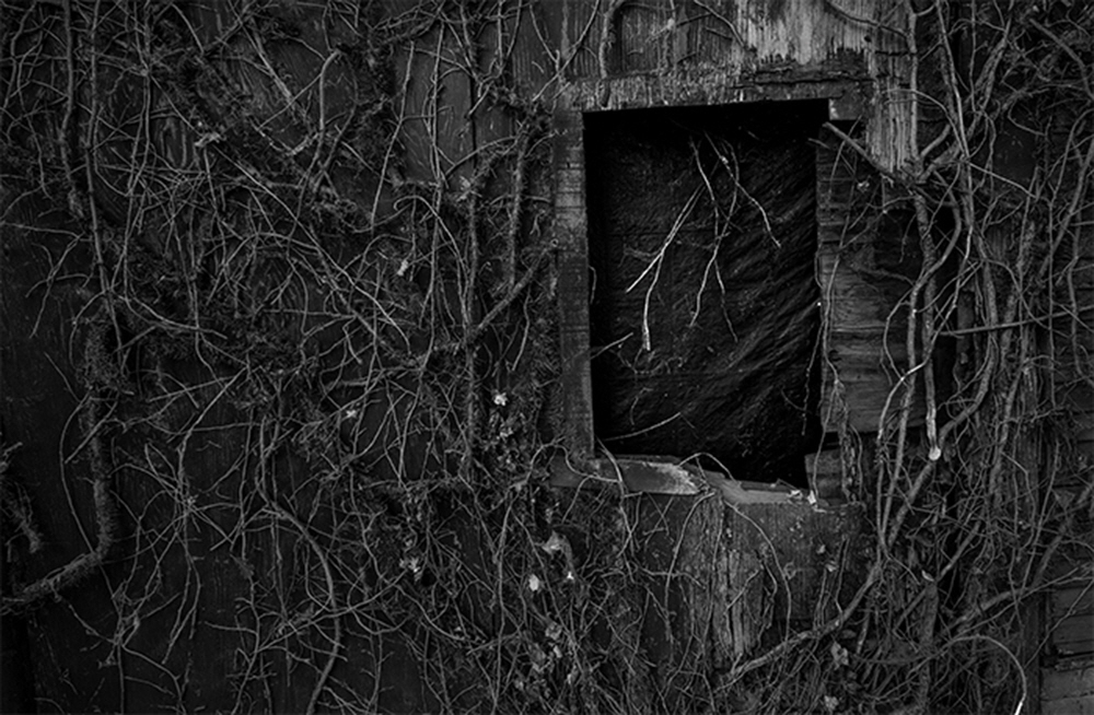 Like all things along the river, the vegetation reclaims everything, including an abandoned building and seasonal vines that climb its walls.