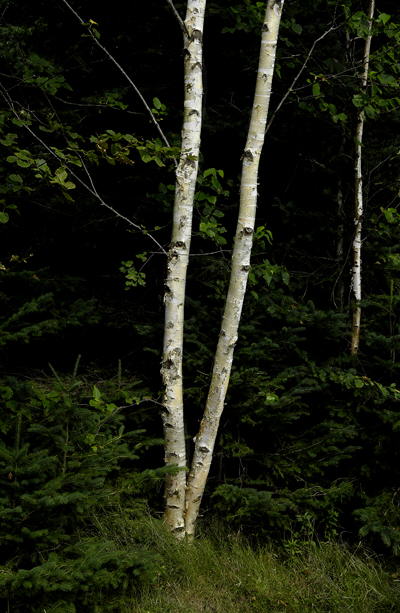 Birch trees, Prince Edward Island, Canada