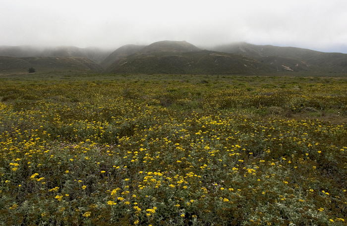Wild flowers and coastal fog, Central Coast, Calif.